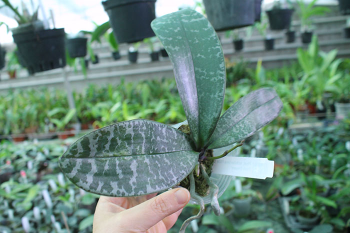 Phalaenopsis schilleriana F535 'Dark Pink Dream'.jpg