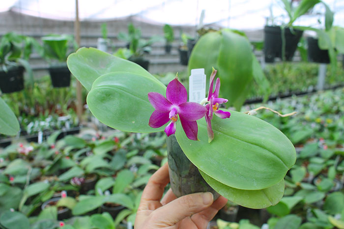Phalaenopsis Mituo Purple Bear x LD's Bear King.jpg
