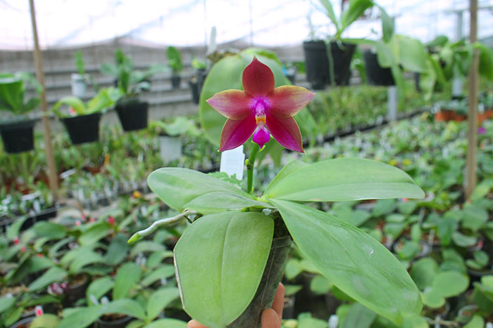 Phalaenopsis Mituo Purple Bear x LD's Bear King.jpg