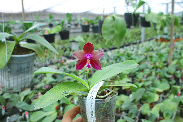 Phalaenopsis Mituo Purple Bear x LD's Bear King.jpg