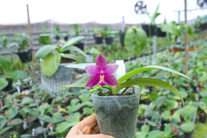 Phalaenopsis Mituo Purple Bear x LD's Bear King.jpg