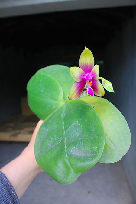 Phalaenopsis Mituo Purple Bear x LD's Bear King.jpg