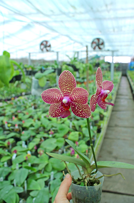 Phalaenopsis Mituo Sun 'Mituo#2' x Ya-Yi Qin.jpg