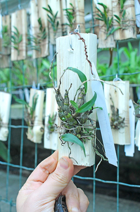 Dendrobium christyanum.jpg