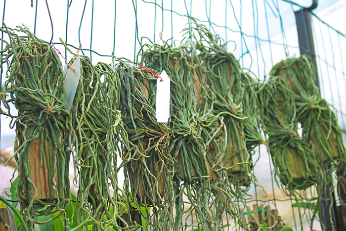 Chiloschista viridiflava.jpg