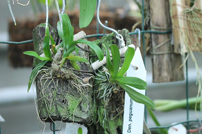 Dendrobium peguanum.jpg