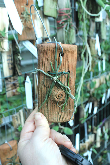 Chiloschista sweelimii.jpg