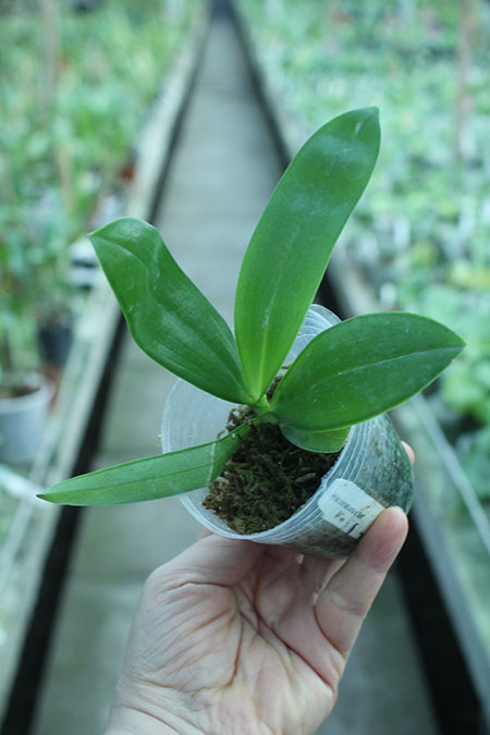 Phalaenopsis sumatrana x self.jpg