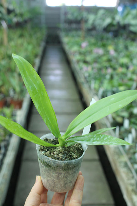 Phalaenopsis hieroglyphica var flava.jpg