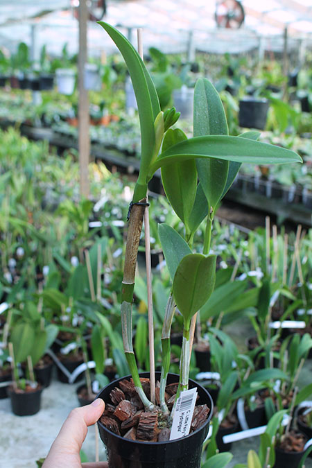 Cattleya Little Fairy 'Yellow Hydrangea'.jpg