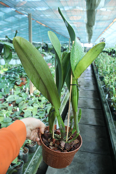 Brassolaeliocattleya Liu's Joyance 'Panther'.jpg