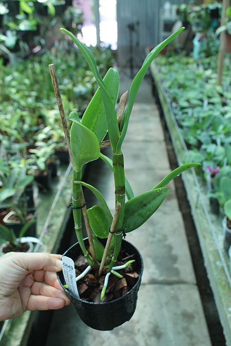 Cattleya Becky Culver (Loddiglossa coerulea 'SVO' x bicolor coerulea 'SVO').jpg