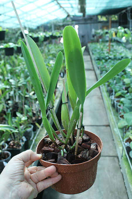 Laelia lobata alba plena.jpg