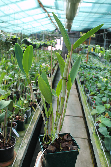 Cattleya guttata creme (sem pintas) 'Edelweiss' x SELF.jpg