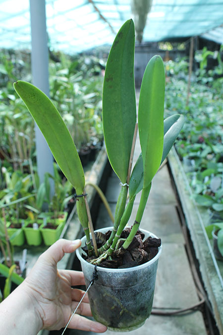 Cattleya eldorado 'M Ito'.jpg