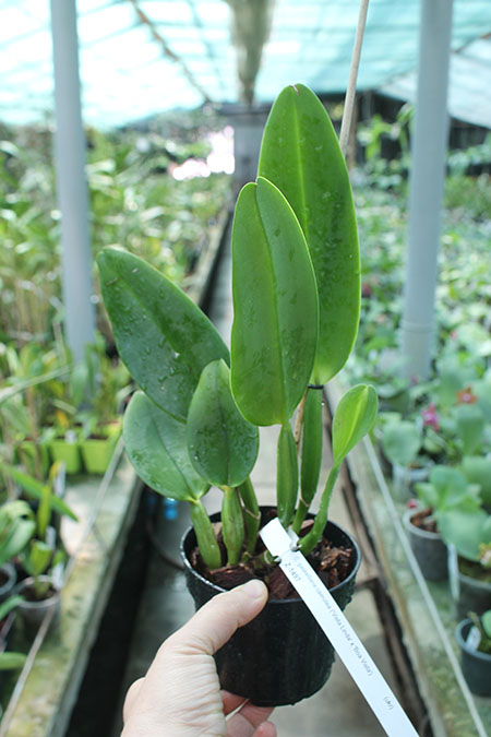 Cattleya gaskelliana coerulea 'Vista Linda' (Z-360) x Cattleya gaskelliana coerulea 'Boas Vista' (Z-360).jpg