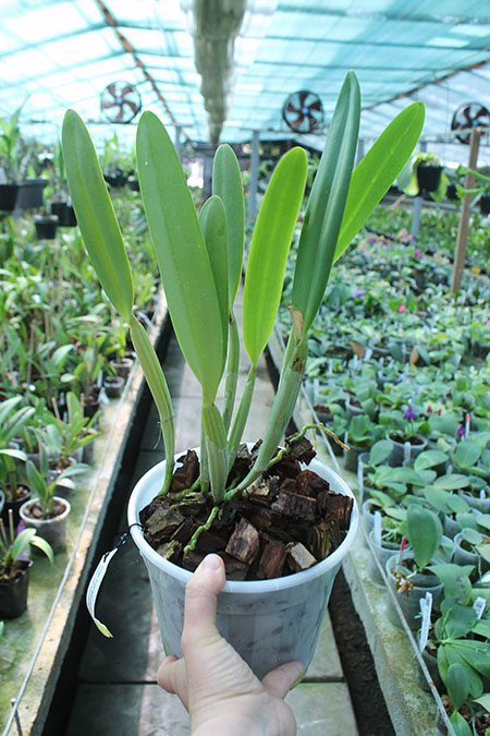 Cattleya lueddemanniana tipo 'Pinky' x Cattleya lueddemanniana rubra 'Gesia'.jpg