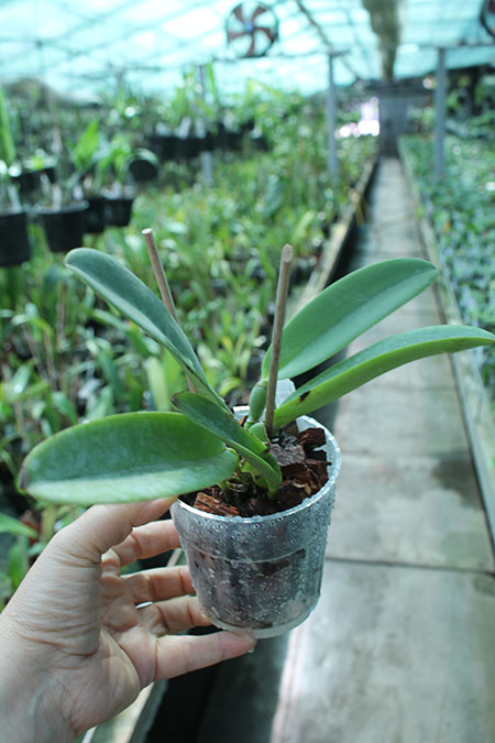 Cattleya maxima (The King x Hirooka) x sib.jpg