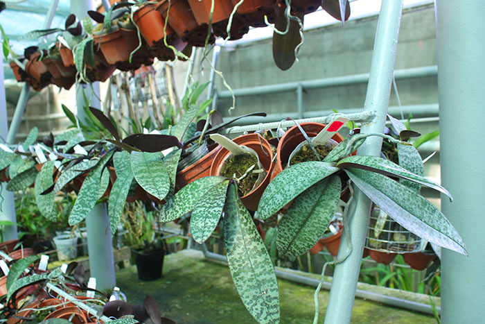 Phalaenopsis schilleriana x sib.jpg