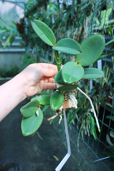 Cattleya schilleriana 'Surpresa' x 'Preciosa'.jpg