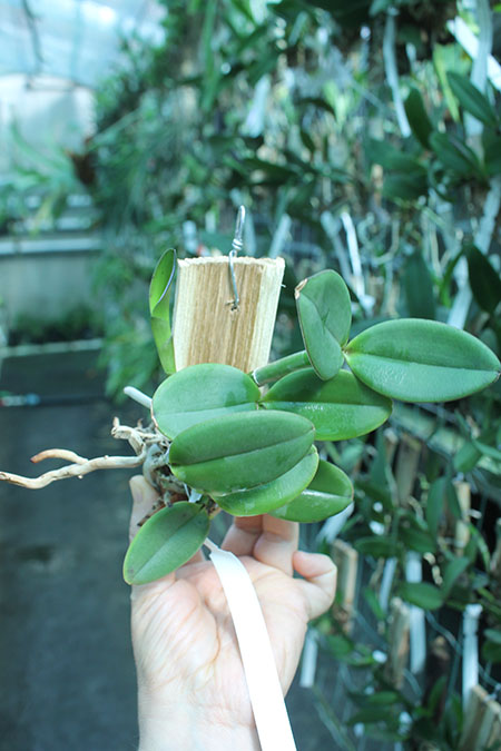 Cattleya schilleriana 'Zaslawski' x 'Surpresa'.jpg