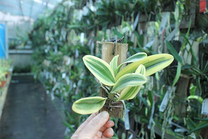 Cattleya Sedlescombe 'Variegated' (Annette x Suavior).jpg