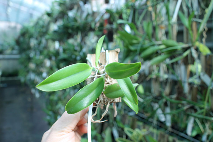 Laelia praestans (escura 'Safira' x 'California Star').jpg