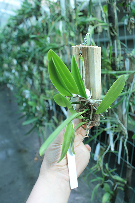 Laelia praestans rosada.jpg