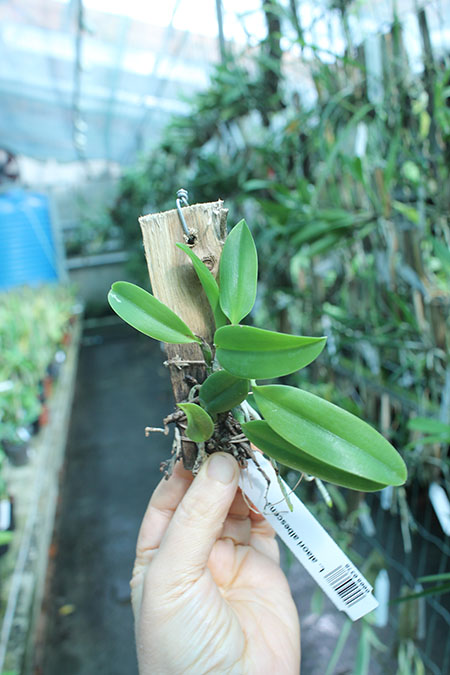 Laelia alaori albescens.jpg