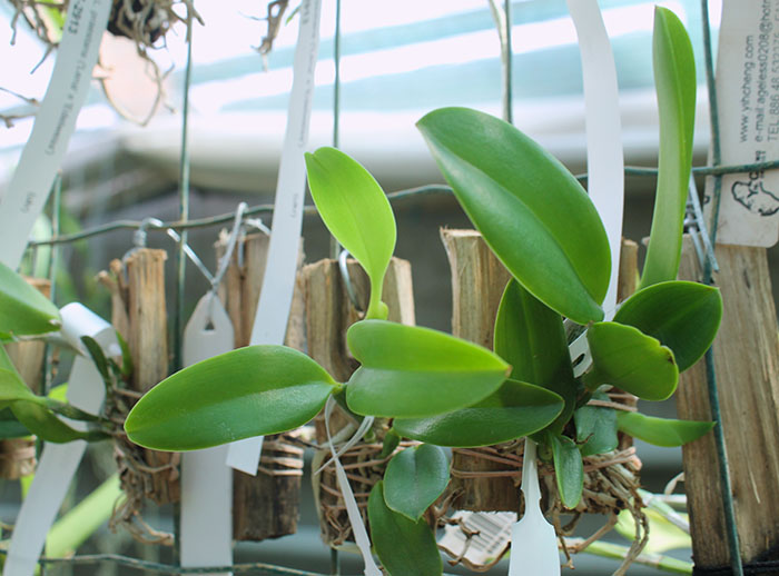 Laelia praestans (rubra 'Tormenta' x escura 'Bella').jpg