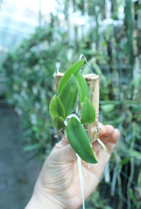 Laelia alaori escura 'Carnaval' x alaori escura 'Gemini I'.jpg