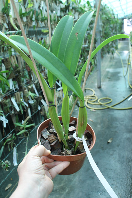 Cattleya trianae 'Waldemar Silva' x trianae lab escuro-integro 'Monte Verde'.jpg