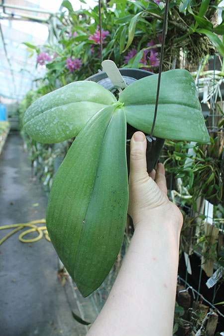 Phalaenopsis gigantea alba 'Ta Wei'.jpg