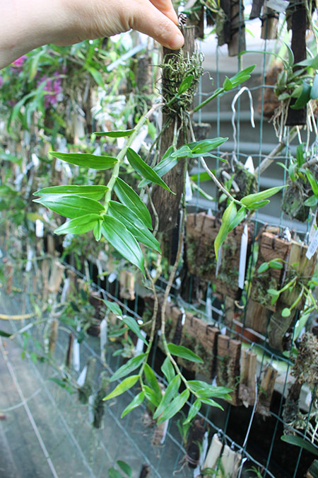 Dendrobium mohlianum.jpg