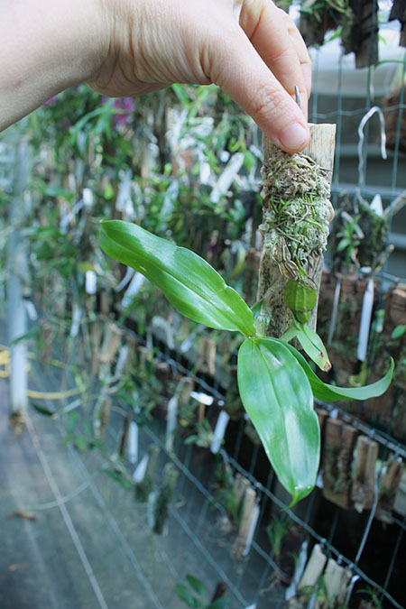 Dendrobium sulcatum.jpg