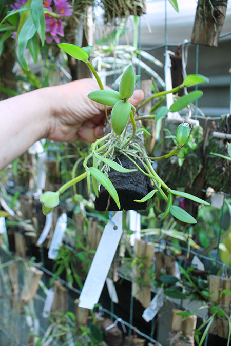 Dendrobium hymenanthum.jpg