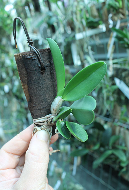 Laelia sincorana [concolor 'BO' x (sincorana alba x SELF)].jpg