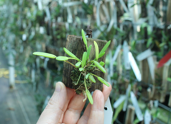 Pleurothallis sonderana.jpg