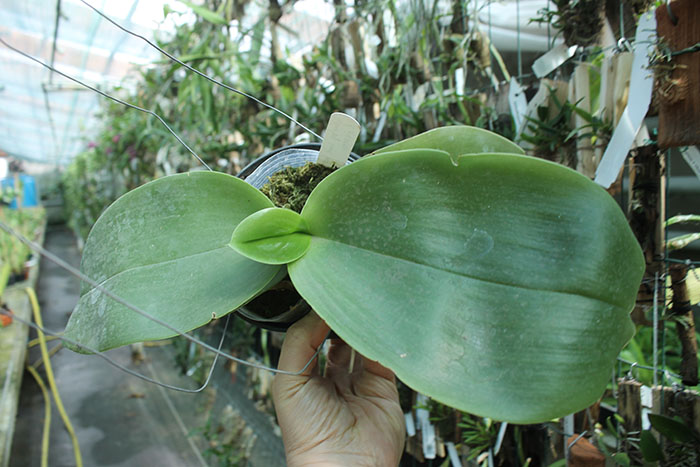 Phalaenopsis Chienlung Sweetheart x gigantea.jpg