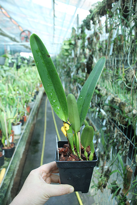 Laelia purpurata carnea ('Rosaura' x 'Ohara').jpg