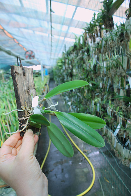 Laelia pumila (vinho 'Vinho' x oculata 'Imperatriz').jpg