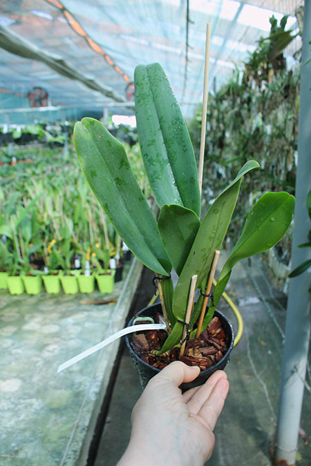 Cattleya labiata rubra-orlata-splash 'Z-68' x SELF.jpg