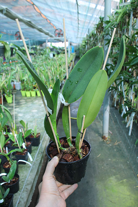 Cattleya labiata semi-alba ('Arlequim' x 'Branca de Neve').jpg