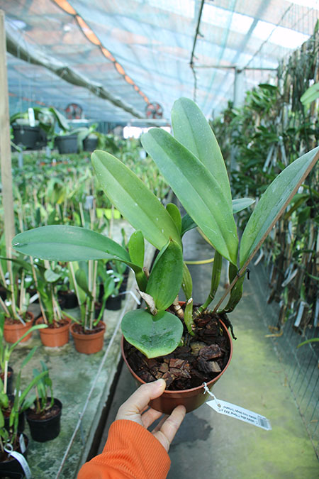 Cattleya labiata alba 'Otima' XXX x Cattleya labiata roxo bispo 'Urbano'.jpg
