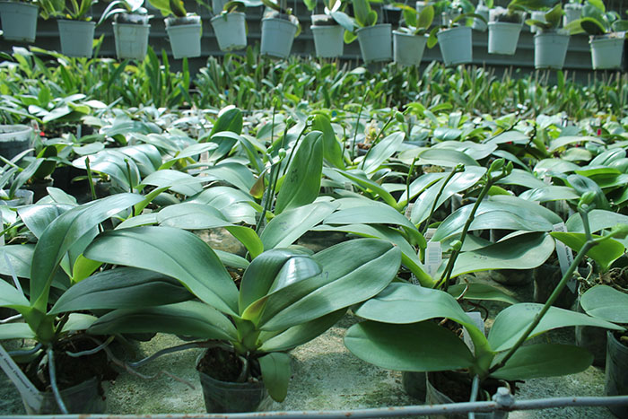 Phalaenopsis Mituo Diamond 'DT Sun'.jpg