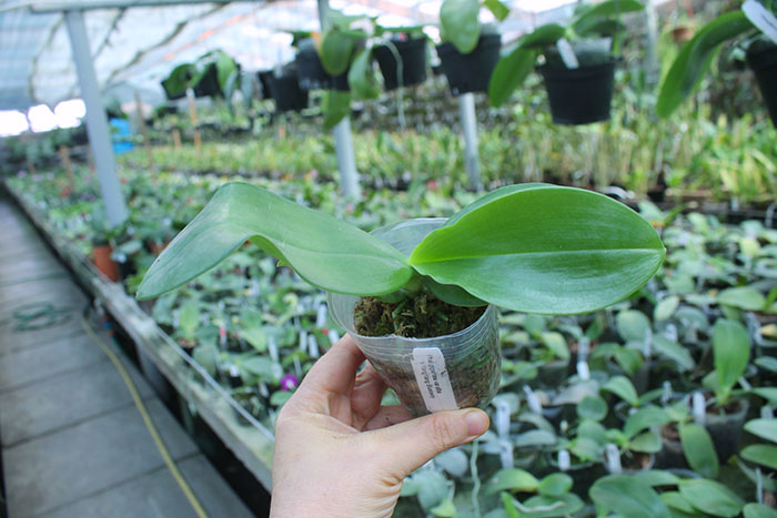 Phalaenopsis ( gigantea var alba x YangYang Blueberry).jpg