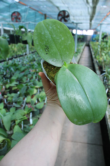 Phalaenopsis Mituo Reflex Dragon 'B-3' x gigantea 'M-2'.jpg