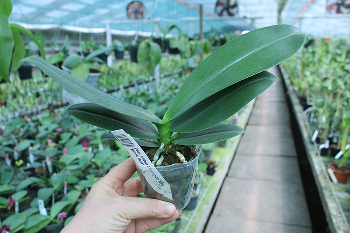 Phalaenopsis Mituo Champion King 'Brick Red'.jpg