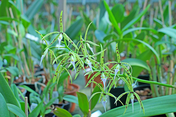 Encyclia prismatocarpum.jpg