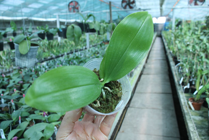 Phalaenopsis modesta x sib.jpg